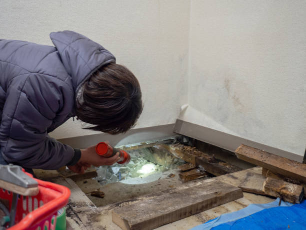 Dehumidification Services in Murphysboro, IL
