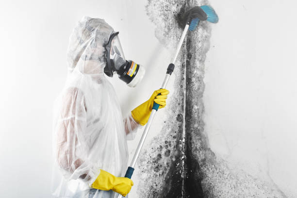 Best Post-Remediation Verification Testing  in Murphysboro, IL