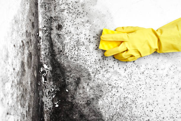 Best HVAC Mold Inspection and Cleaning  in Murphysboro, IL