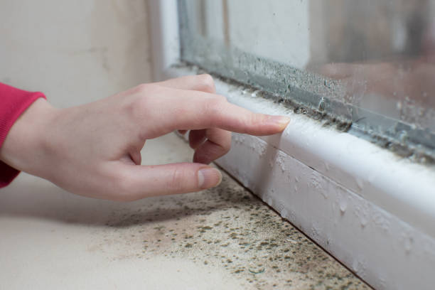 Best Mold-Related Health Consultation  in Murphysboro, IL