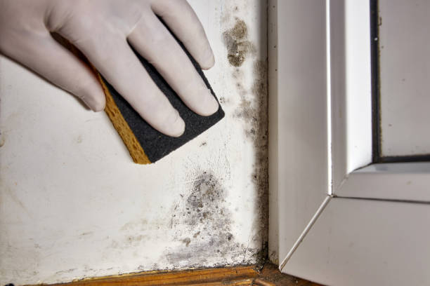 Best Dehumidification Services  in Murphysboro, IL