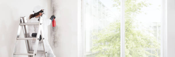 Best Commercial Mold Inspection  in Murphysboro, IL